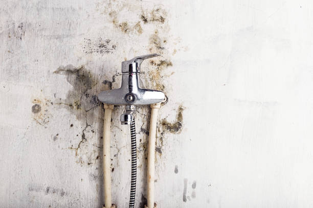 Dacono, CO Mold Removal Company