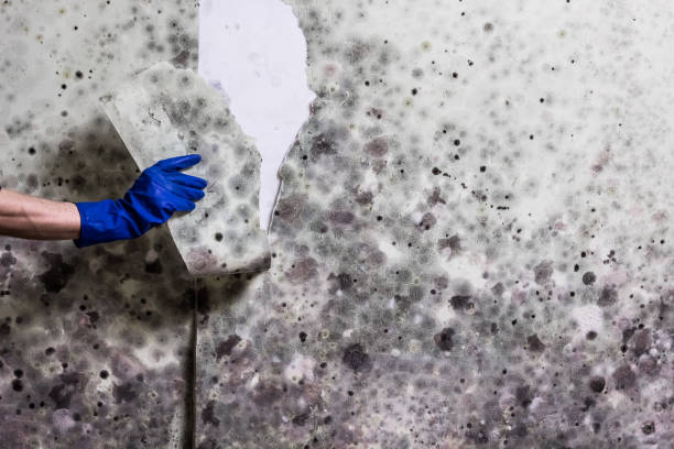 Best Mold Damage Repair  in Dano, CO